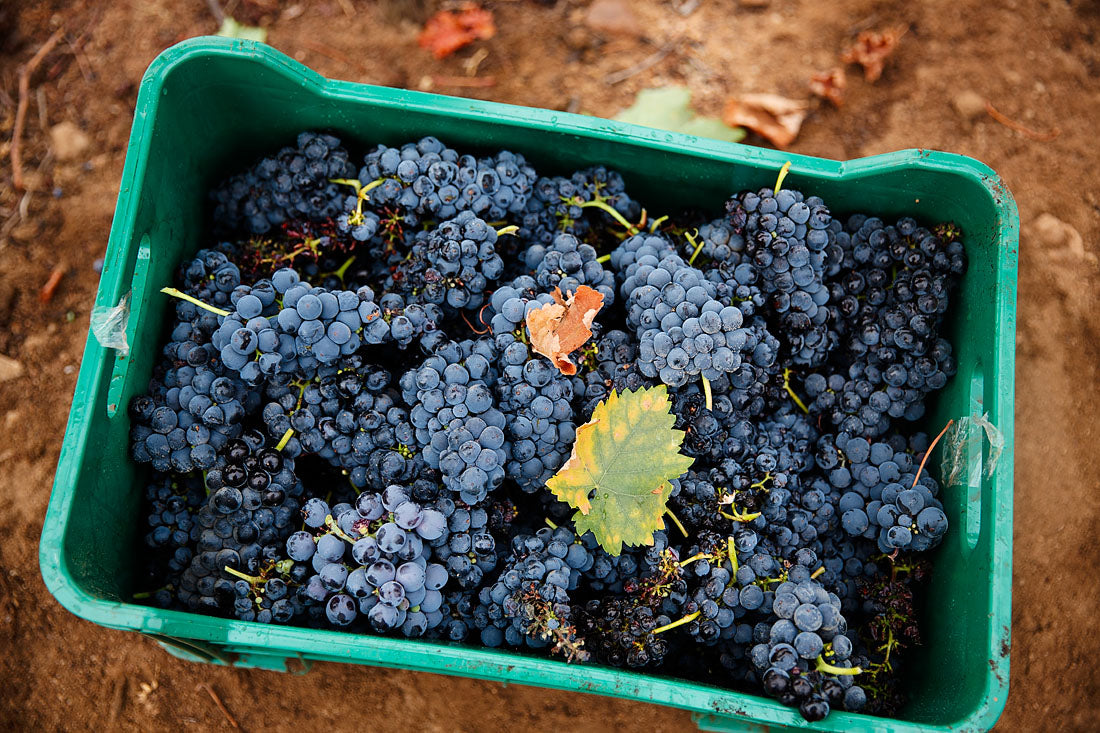 blueberries (1).jpg__PID:e39ae2da-948d-4716-9248-f82431e9065b