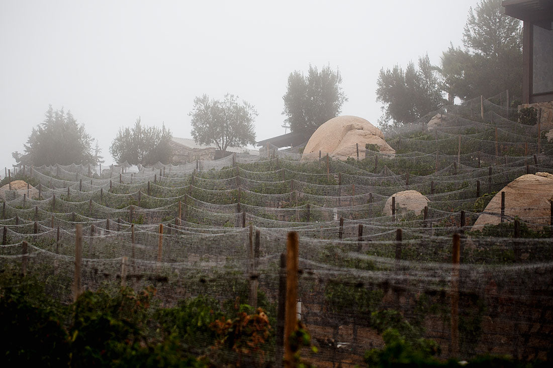 farm netted landscape.jpg__PID:7de57dfd-9fca-40b8-ad17-cf22291ab088